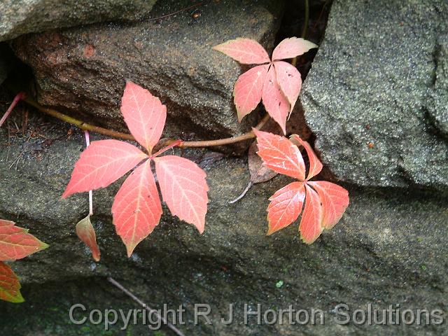 Autumnleaves rock